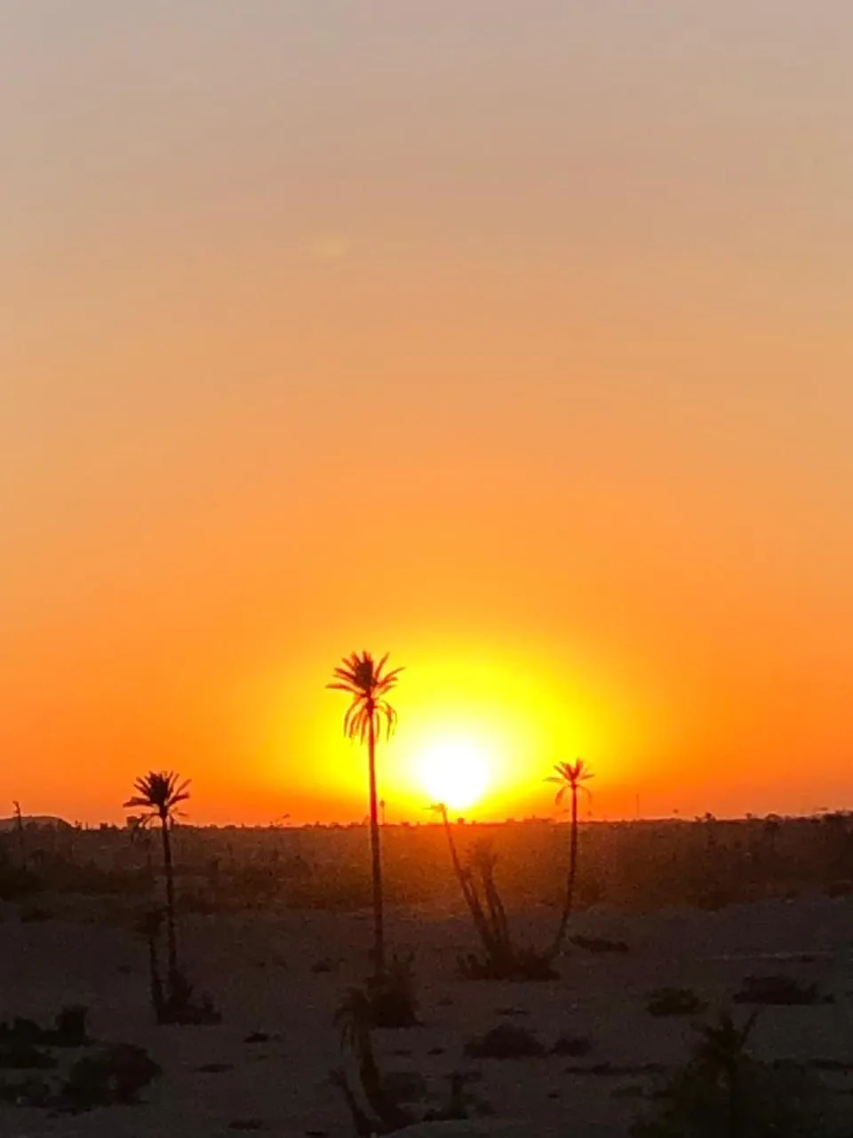 Villa Achat Palmeraie immobilier Marrakech