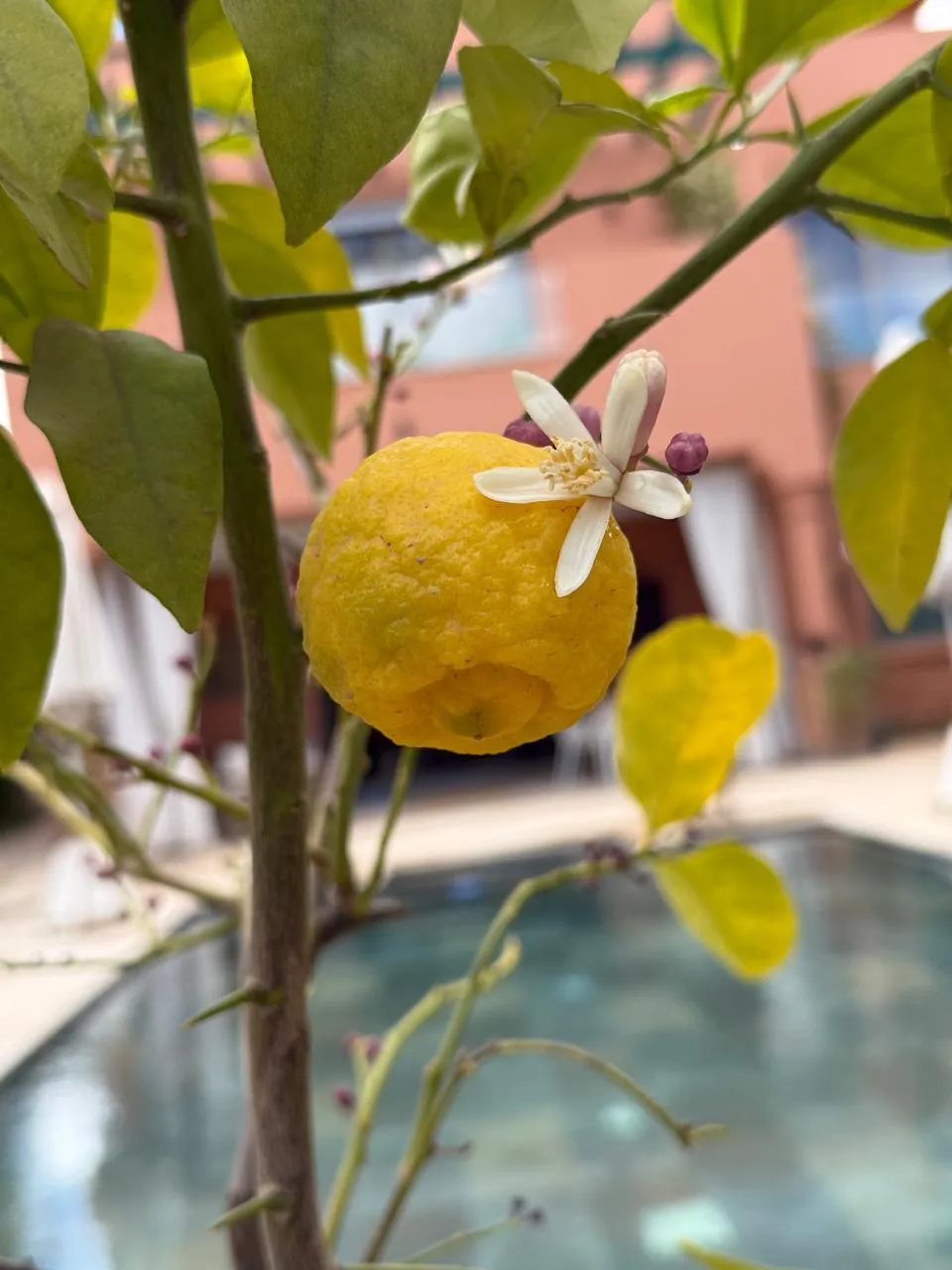 Villa Achat Palmeraie immobilier Marrakech